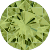 Peridoto